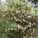 Edgeworthia chrysantha